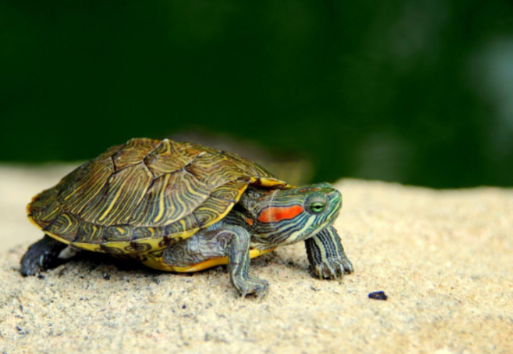 梦境解析：梦见乌龟是怎么回事？
