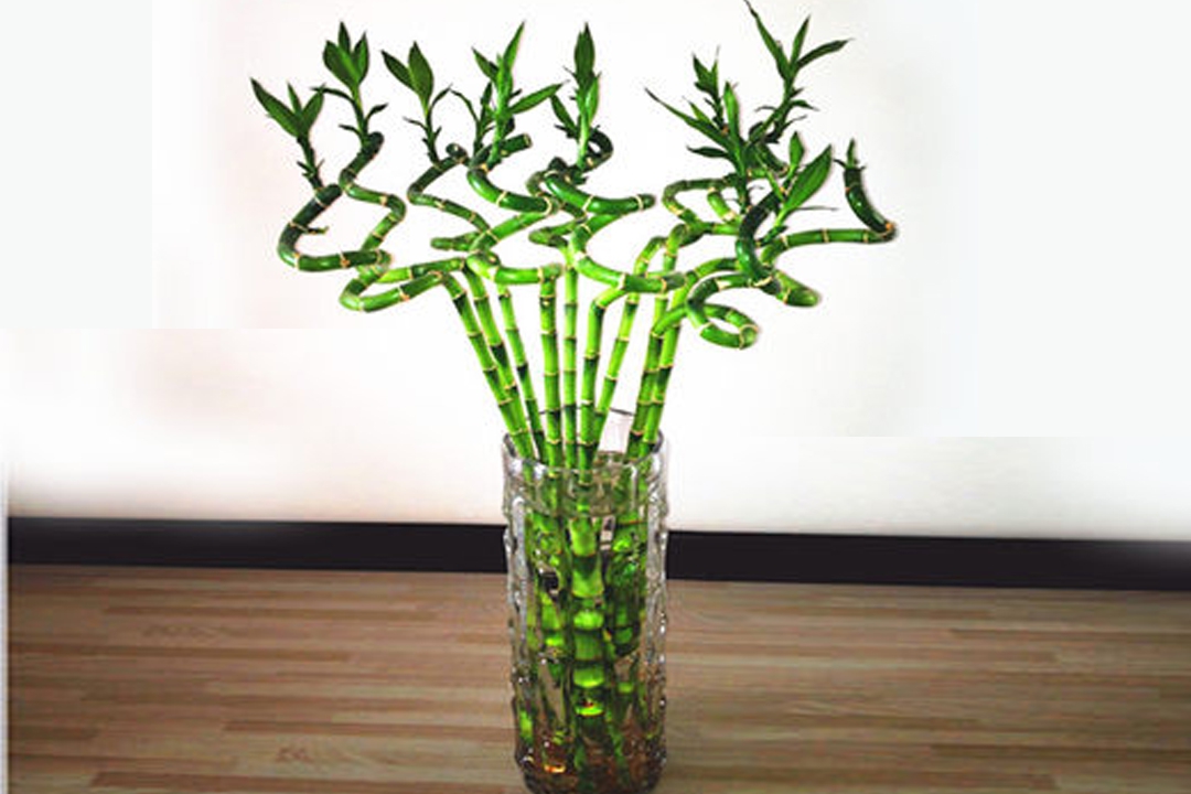 只需要做好这三点,你养的转运竹才会让你"转运"!