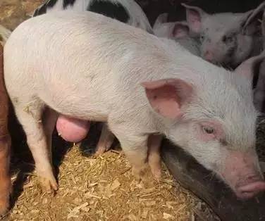 仔猪脐疝(大肚脐子)的原因和两大治疗原则