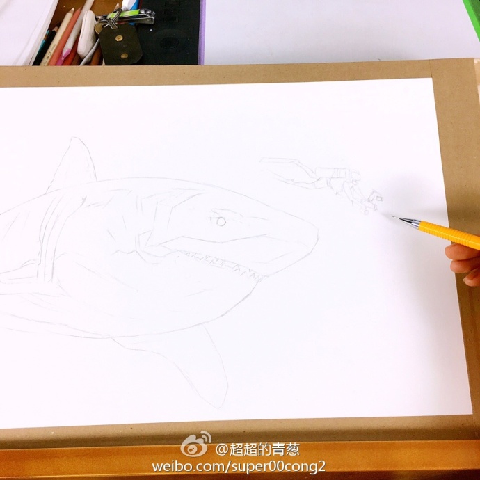 手把手教你画一条栩栩如生的鲨鱼