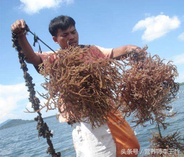 “保健神品”海燕窝，满满全是坑