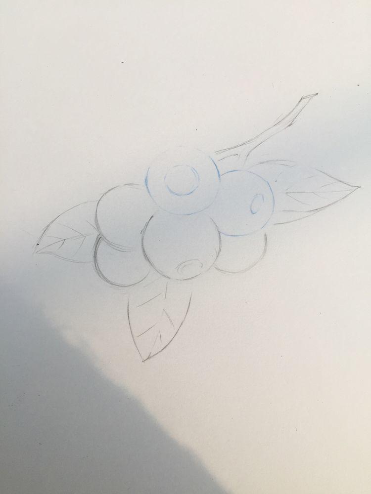 绘画教程｜蓝莓，分步教程(含视频)，练习彩铅的明暗调子