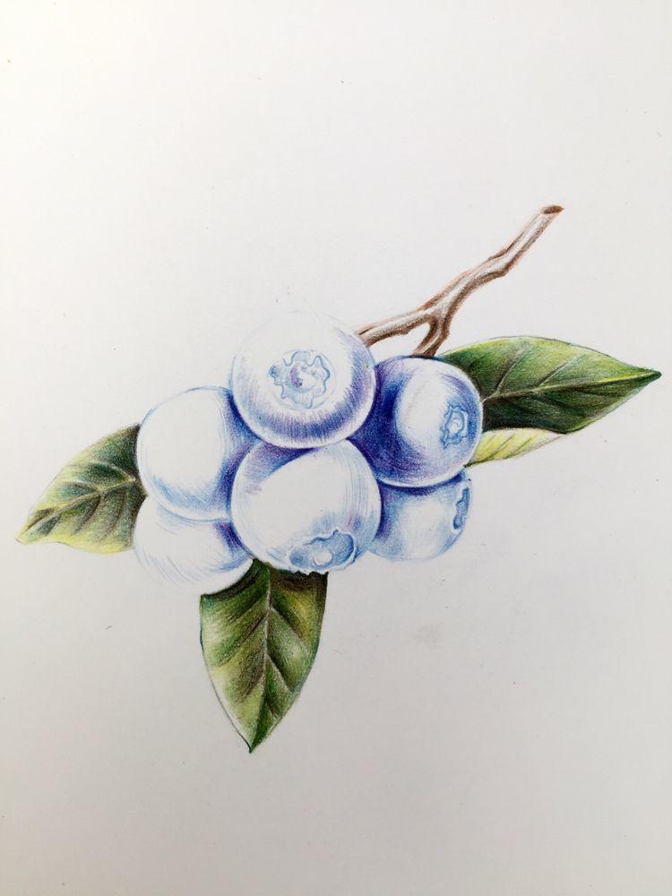绘画教程｜蓝莓，分步教程(含视频)，练习彩铅的明暗调子