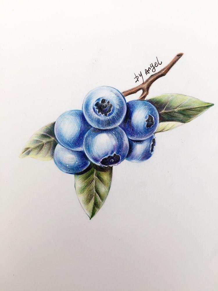 绘画教程｜蓝莓，分步教程(含视频)，练习彩铅的明暗调子