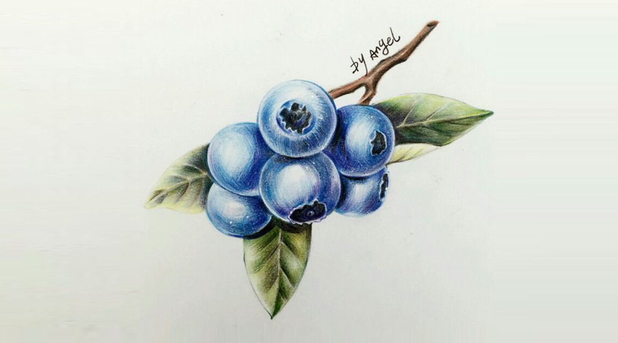 绘画教程｜蓝莓，分步教程(含视频)，练习彩铅的明暗调子