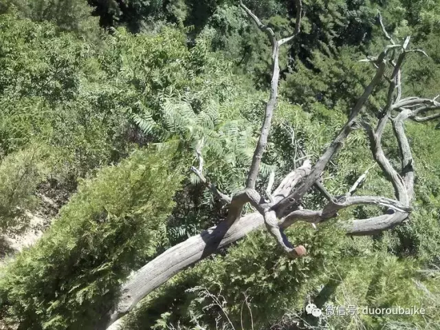 教你一种魔法，让枯木死而复生