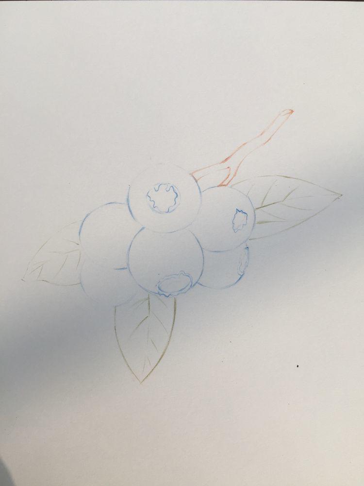 绘画教程｜蓝莓，分步教程(含视频)，练习彩铅的明暗调子