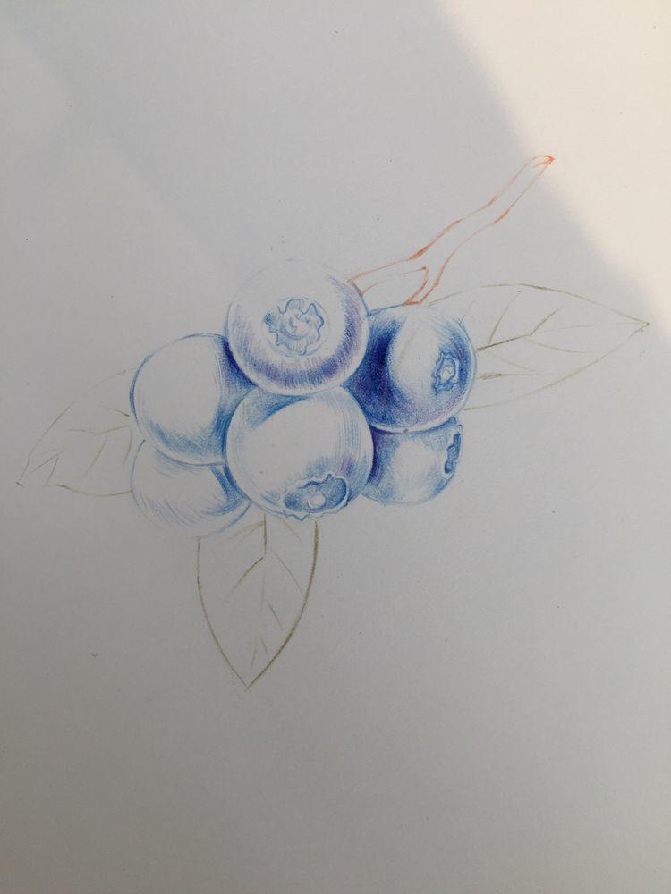 绘画教程｜蓝莓，分步教程(含视频)，练习彩铅的明暗调子