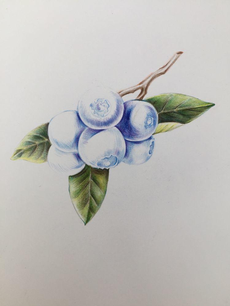 绘画教程｜蓝莓，分步教程(含视频)，练习彩铅的明暗调子