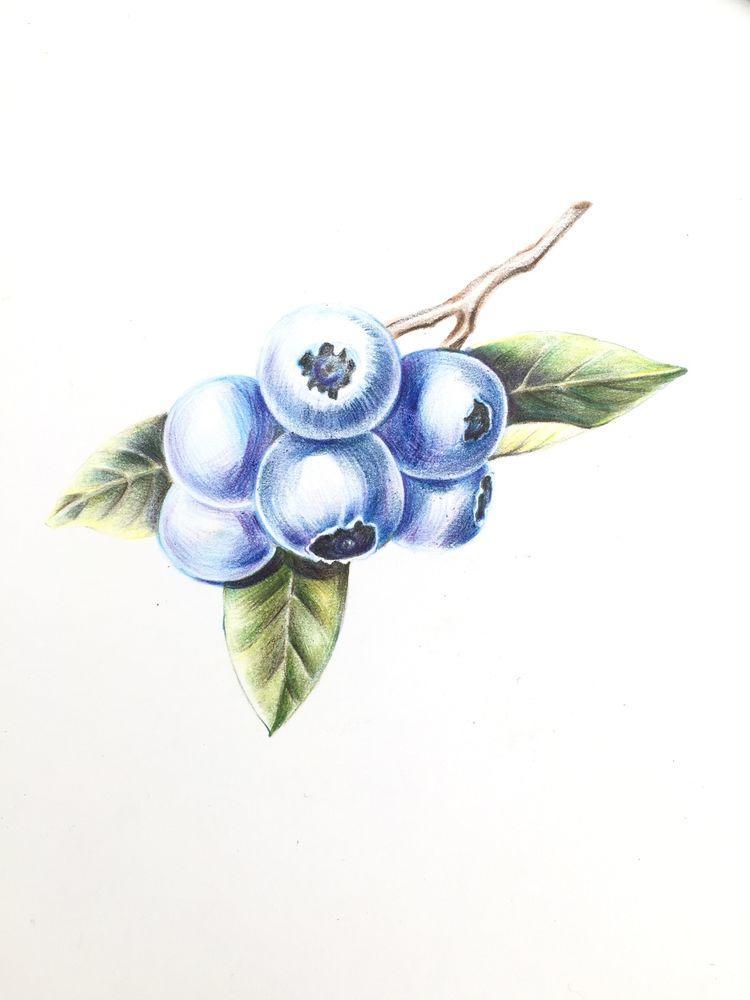 绘画教程｜蓝莓，分步教程(含视频)，练习彩铅的明暗调子