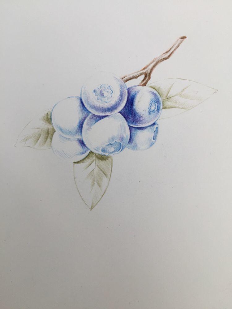绘画教程｜蓝莓，分步教程(含视频)，练习彩铅的明暗调子
