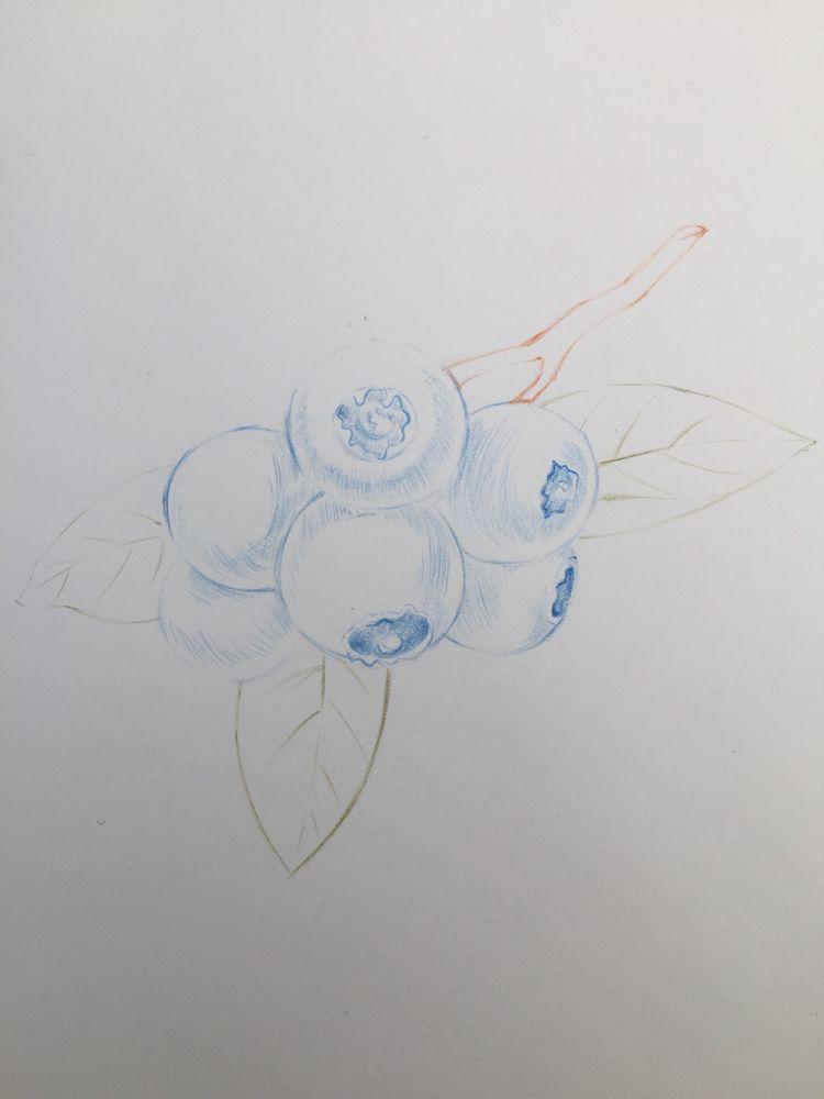 绘画教程｜蓝莓，分步教程(含视频)，练习彩铅的明暗调子