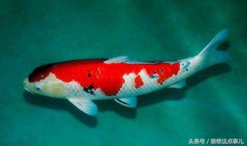 在当时被称为中国的国宝鱼,象征着招财进宝,过关福禄双全