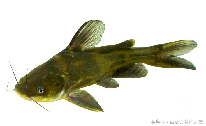 金沙江辣子鱼图片