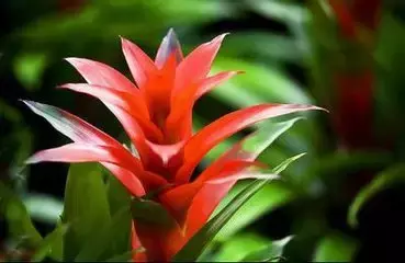 属鸡招财植物有哪些 万年青和七叶莲_达一风水网