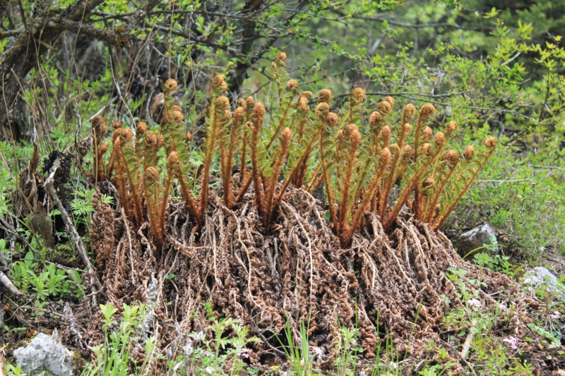 传说"山菜之王"蕨菜会致癌,这么美味的野菜,到底能不能吃?