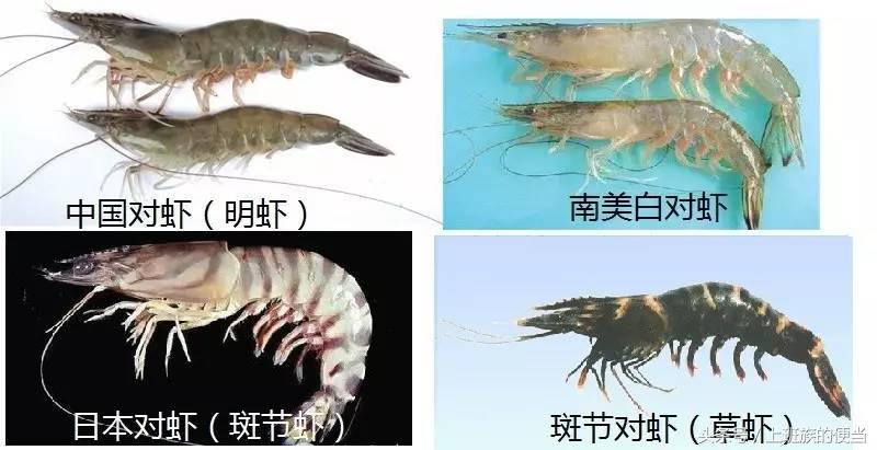 皮皮虾、罗氏虾、基围虾、澳龙等到底怎么区分，看图你就懂了！
