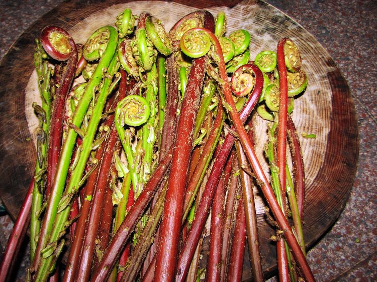 传说"山菜之王"蕨菜会致癌,这么美味的野菜,到底能不能吃?