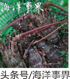 秒懂章鱼乌贼鱿鱼，以及常见种类图鉴