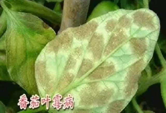 百菌清的作用和用途（百菌清在17种常见作物的应用）