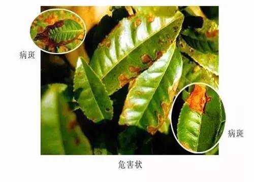 百菌清的作用和用途（百菌清在17种常见作物的应用）