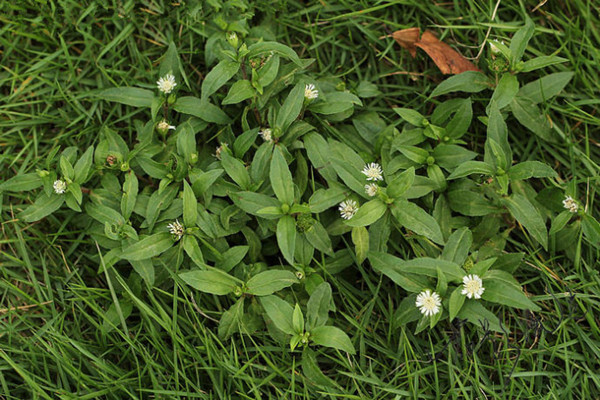 鸡骨藤的功效与作用(鸡屎藤的功效与作用图片)-我的快乐小窝