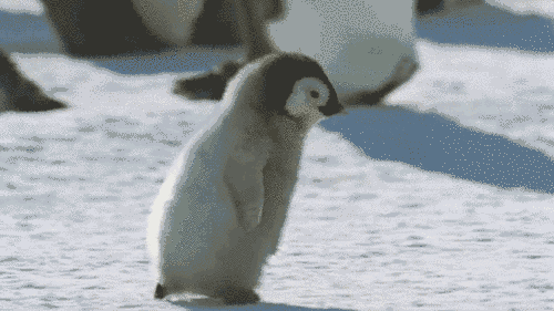 世界上的企鹅有(企鹅原来有这么多种？！)