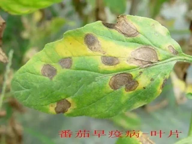 百菌清的作用和用途（百菌清在17种常见作物的应用）