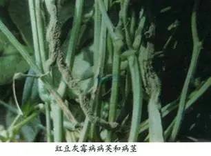 百菌清的作用和用途（百菌清在17种常见作物的应用）