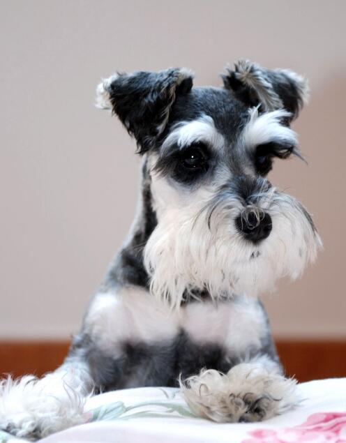 养雪纳瑞的禁忌