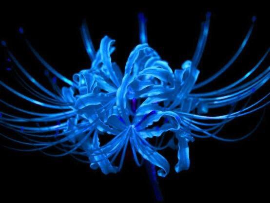 综上所述,白色彼岸花的花语主要有无尽的思念,绝望的爱情,天堂的来信