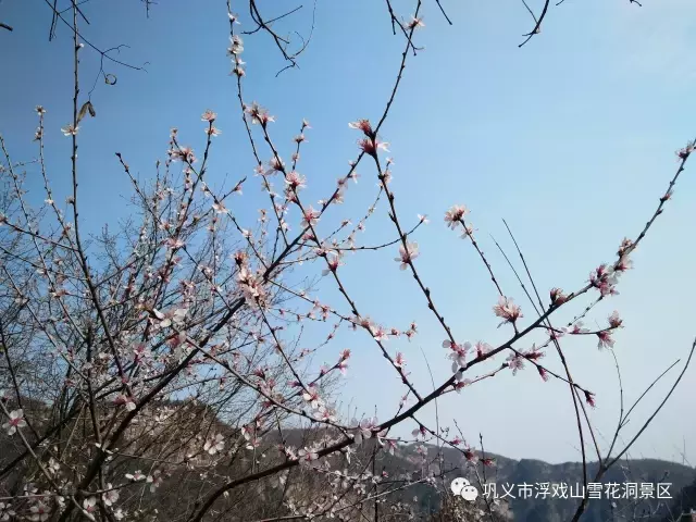 踏青赏花正当时，浮戏山雪花洞景区——郑州市民的后花园！