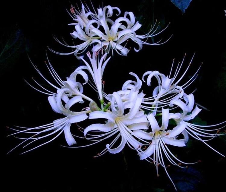 白色彼岸花的传说