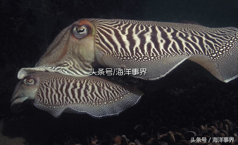 秒懂章鱼乌贼鱿鱼，以及常见种类图鉴