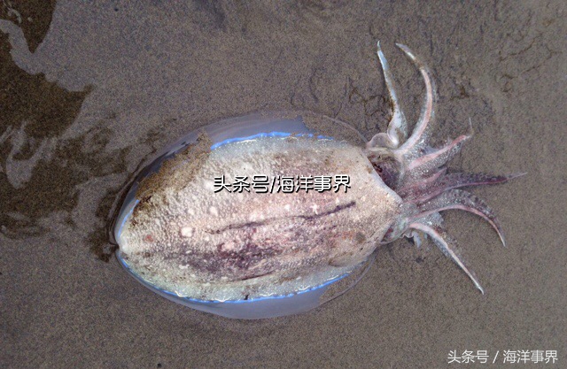 秒懂章鱼乌贼鱿鱼，以及常见种类图鉴