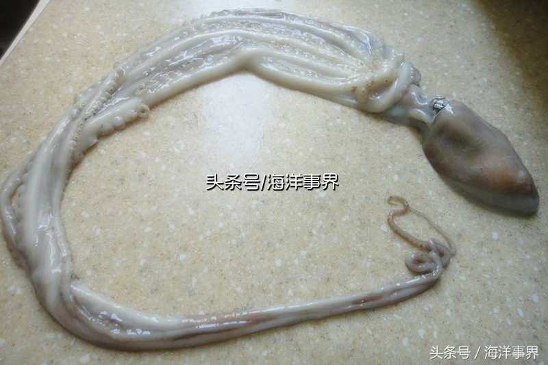 秒懂章鱼乌贼鱿鱼，以及常见种类图鉴