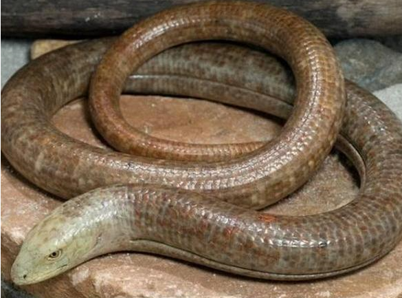 欧巴宾海蝎(欧巴宾海蝎吃什么)-我的快乐小窝