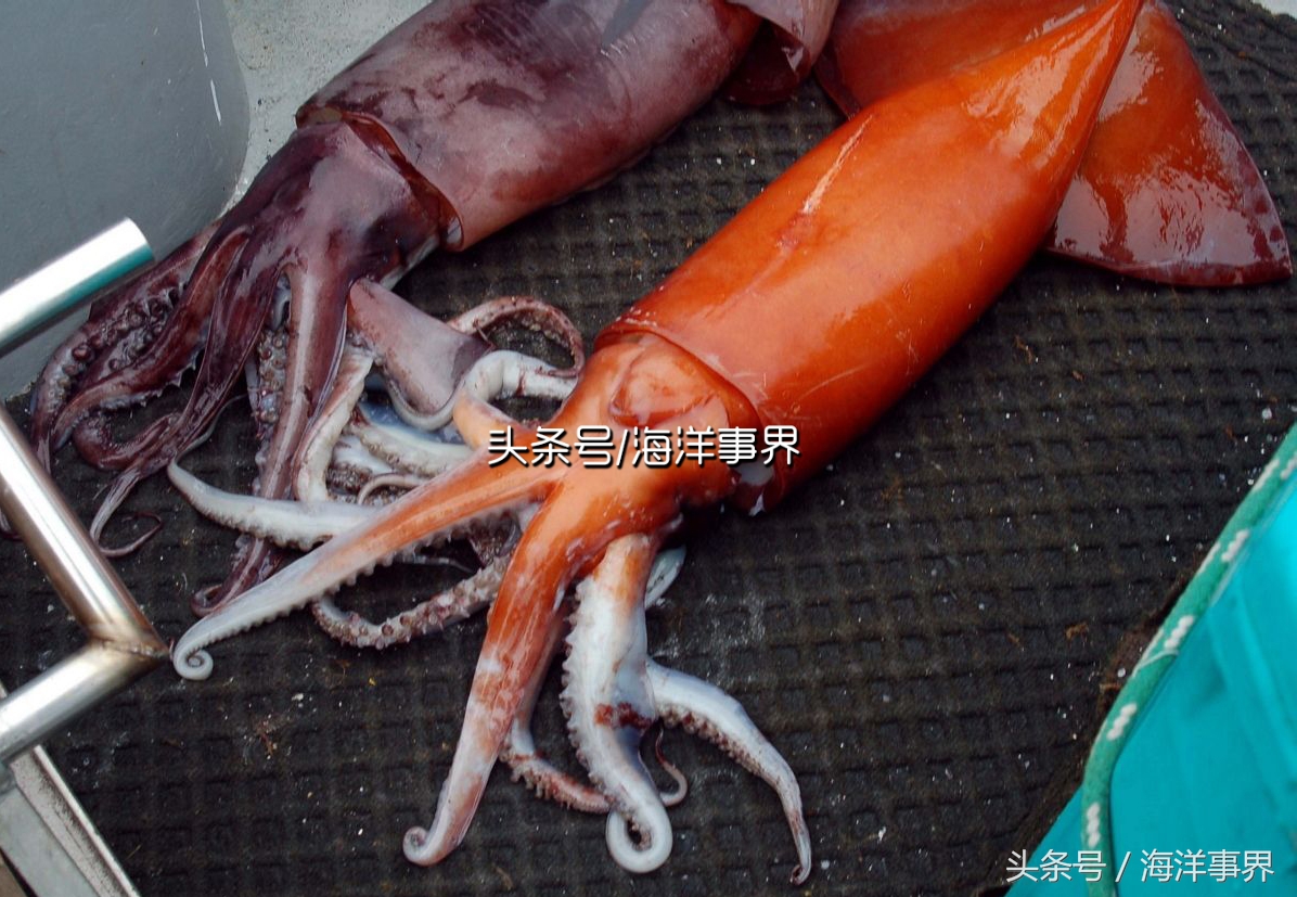 秒懂章鱼乌贼鱿鱼，以及常见种类图鉴