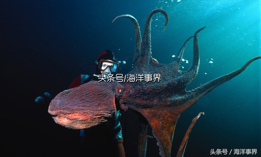 秒懂章鱼乌贼鱿鱼，以及常见种类图鉴