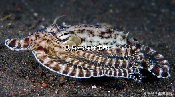 秒懂章鱼乌贼鱿鱼，以及常见种类图鉴