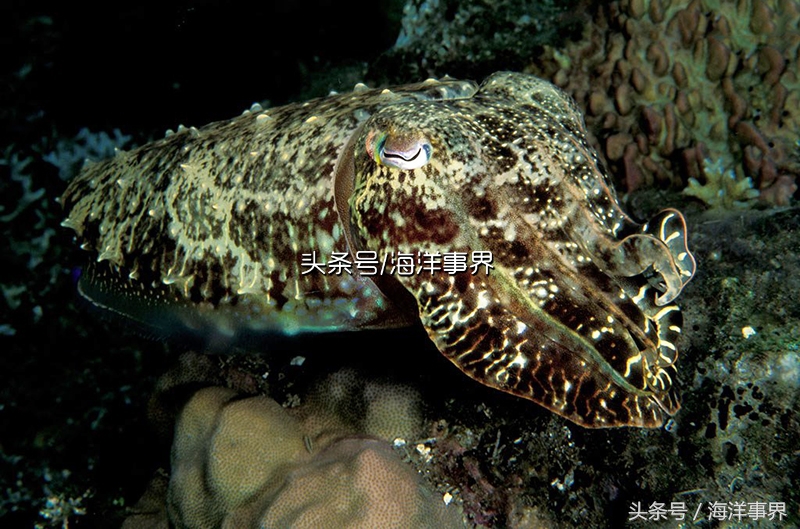 秒懂章鱼乌贼鱿鱼，以及常见种类图鉴