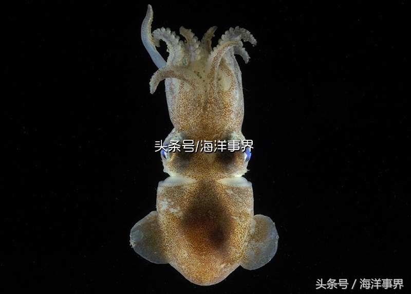 秒懂章鱼乌贼鱿鱼，以及常见种类图鉴