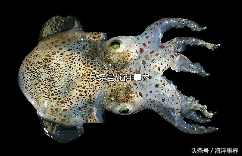 秒懂章鱼乌贼鱿鱼，以及常见种类图鉴