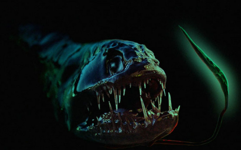 欧巴宾海蝎(欧巴宾海蝎吃什么)-我的快乐小窝