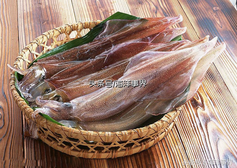 秒懂章鱼乌贼鱿鱼，以及常见种类图鉴