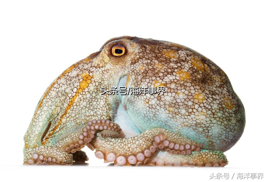 秒懂章鱼乌贼鱿鱼，以及常见种类图鉴