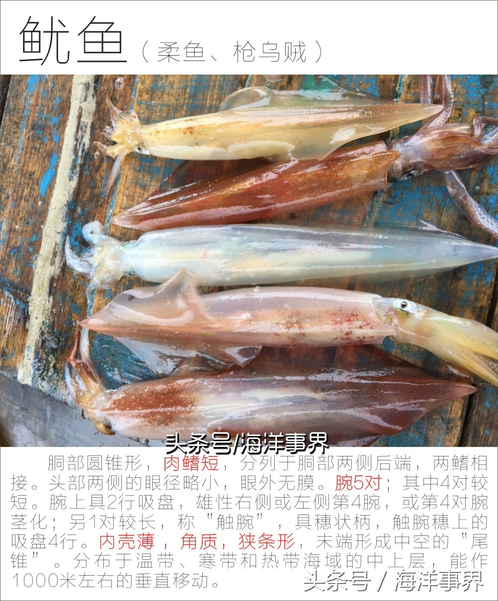 秒懂章鱼乌贼鱿鱼，以及常见种类图鉴