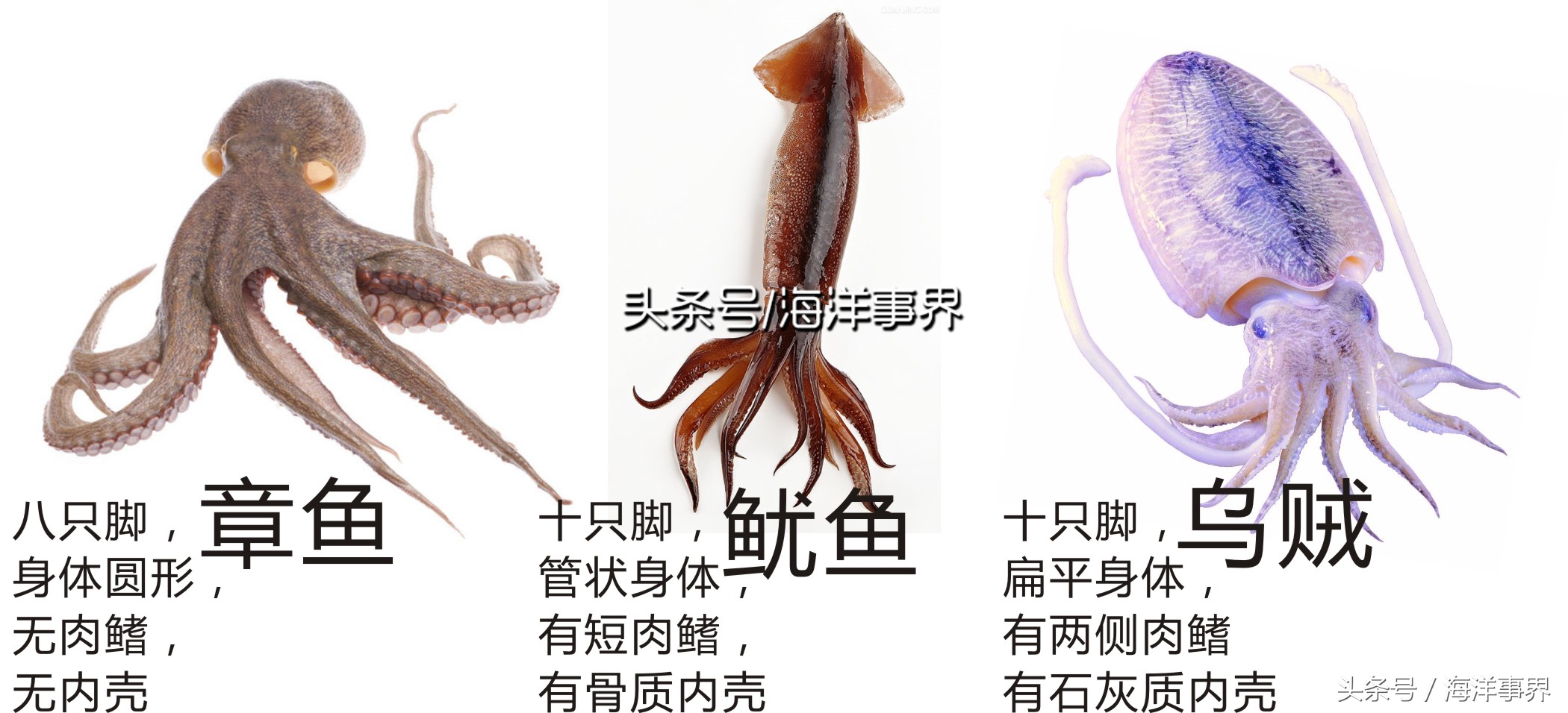 秒懂章鱼乌贼鱿鱼，以及常见种类图鉴