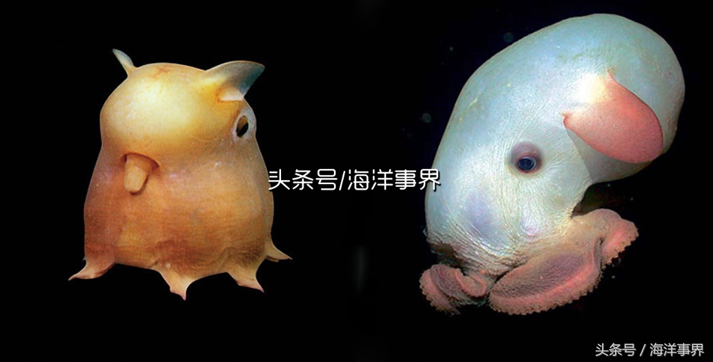 秒懂章鱼乌贼鱿鱼，以及常见种类图鉴