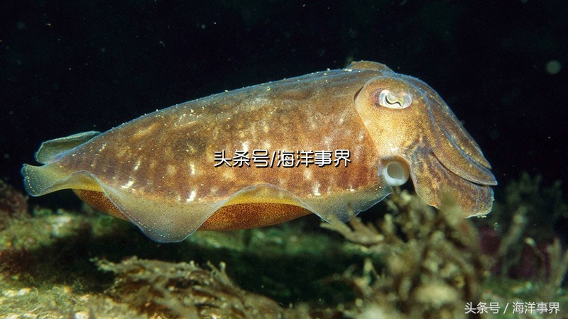 秒懂章鱼乌贼鱿鱼，以及常见种类图鉴